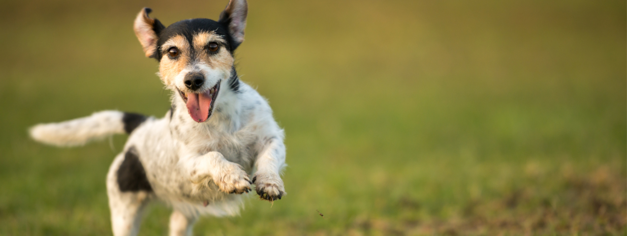 Razas de perro con las que puedes salir a correr