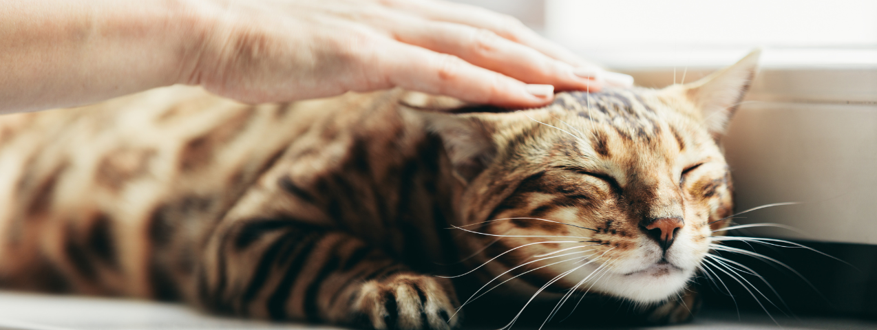 Qué significa cuando los gatos ronronean