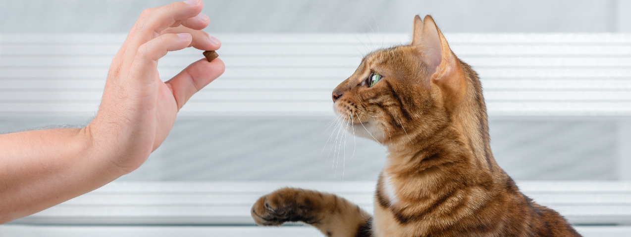 Adiestramiento para gatos