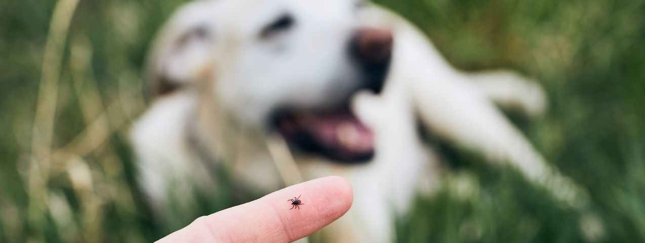 Quitar garrapatas perro