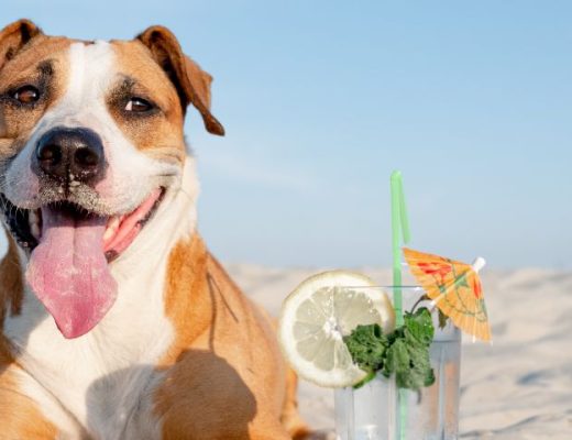 Síntomas de golpes de calor en los perros