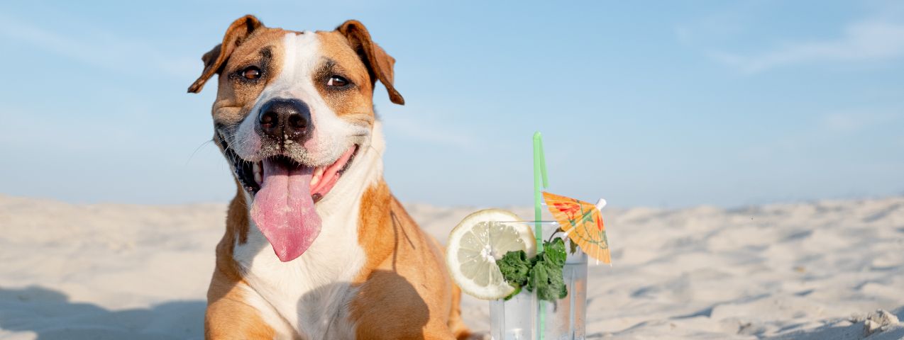 Síntomas de golpes de calor en los perros