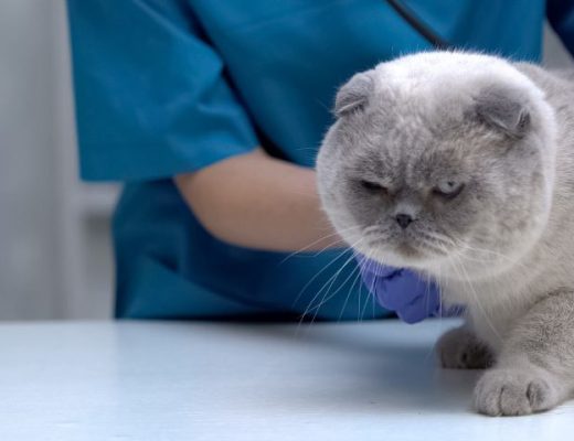 Bola de pelo gato