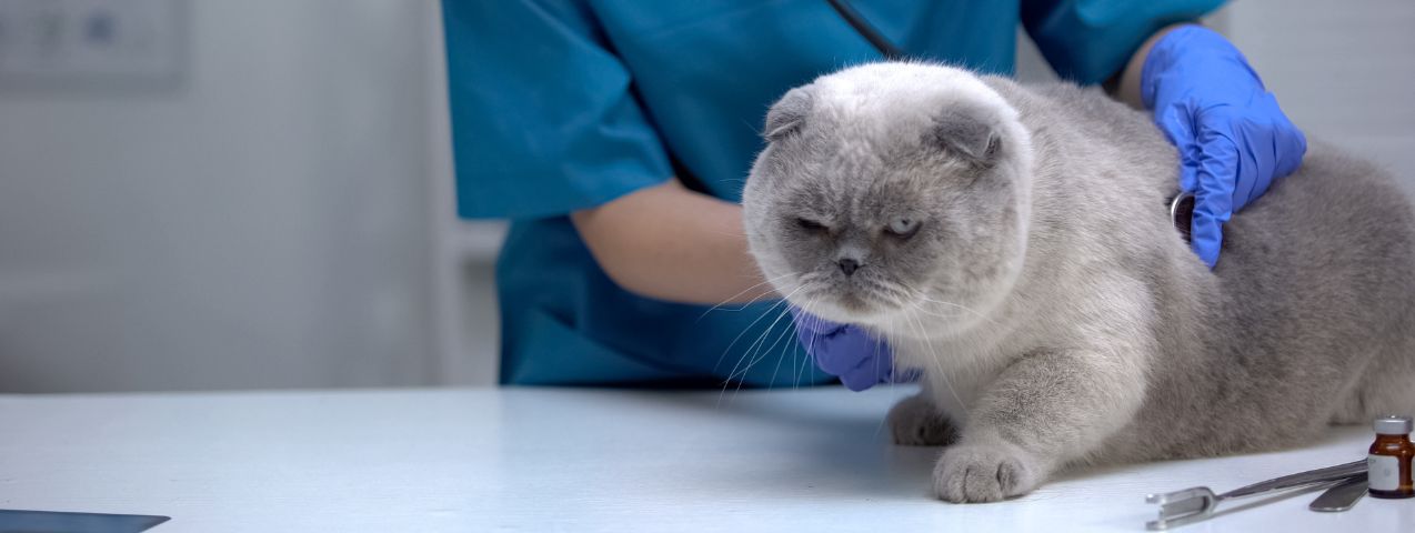 Bola de pelo gato