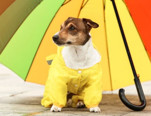 Preparar perro paseo lluvia