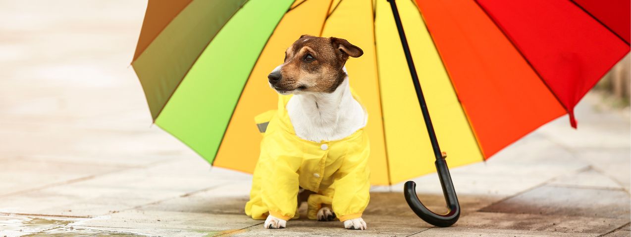 Preparar perro paseo lluvia