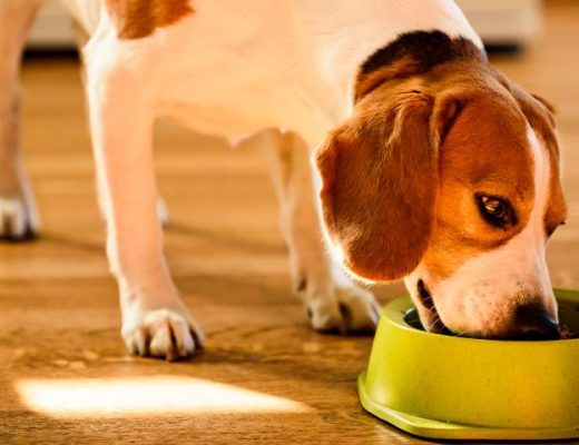 Alimentación saludable perro