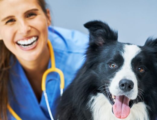 Preparar a tu perro para su primera visita al veterinario