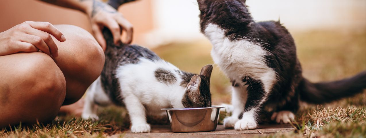 Alimentación saludable gato