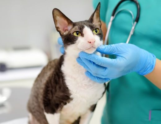 Preparar a tu gato para su primera visita al veterinario