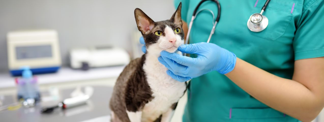 Preparar a tu gato para su primera visita al veterinario