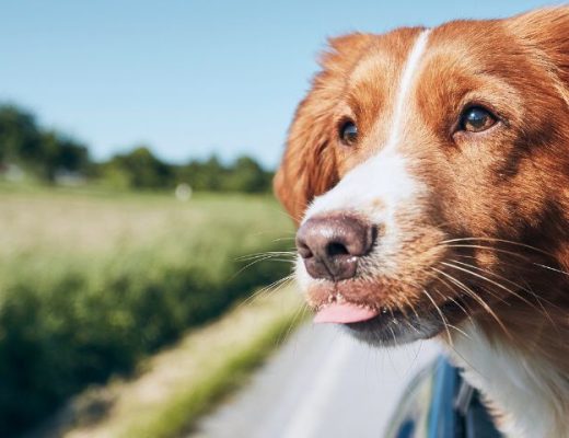 Cómo planificar un viaje con tu perro internet