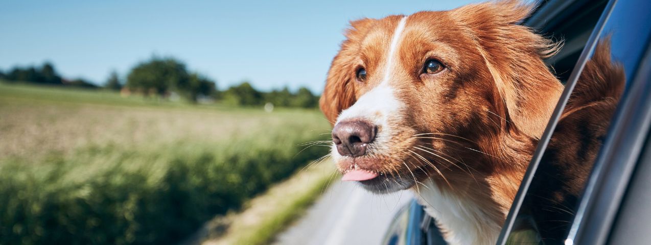 Cómo planificar un viaje con tu perro internet