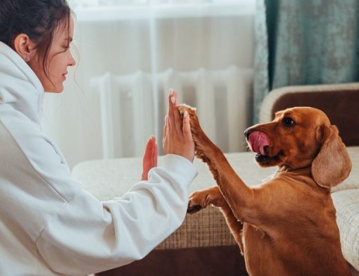 Juegos en casa para hacer con tu perro