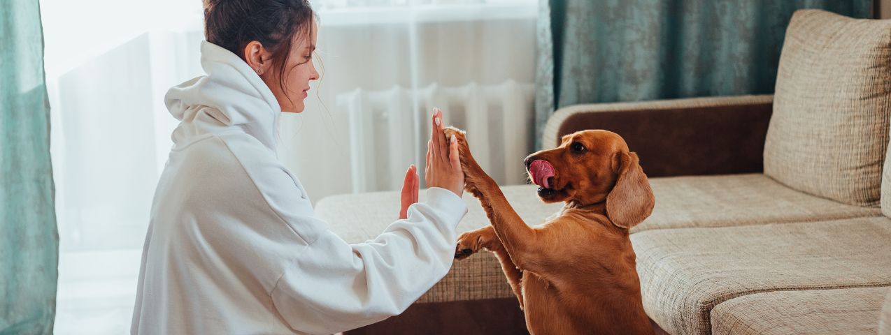 Juegos en casa para hacer con tu perro