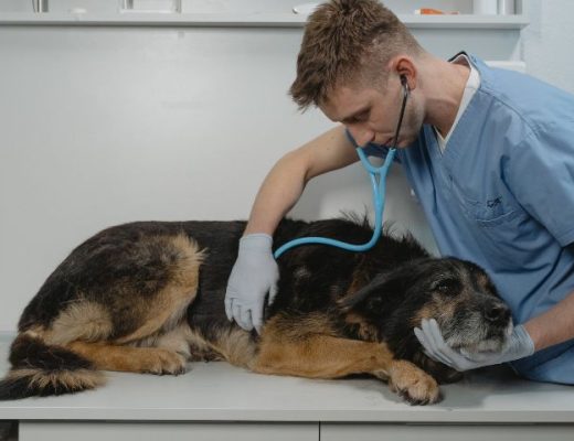 Enfermedades cardiacas en los perros