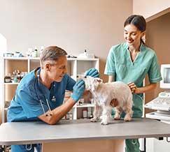 Los centros veterinarios en España han crecido un 8,3% el último año