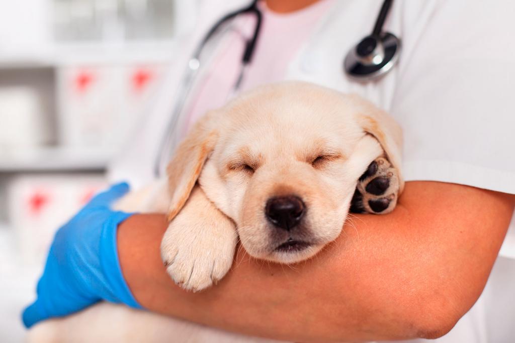 Perrito durmiendo con veterinario