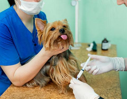 Bolsa de empleo de veterinaria