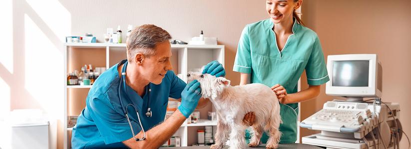 Curso de Ayudante Técnico Veterinario